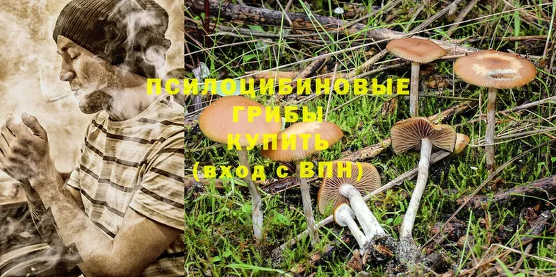 дарнет шоп  Дубовка  Псилоцибиновые грибы MAGIC MUSHROOMS 