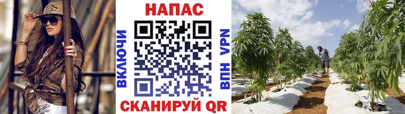 Бошки марихуана MAZAR  Дубовка 